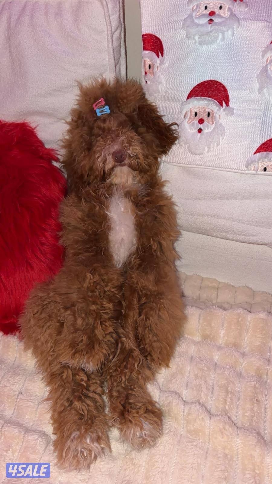 النوع ليبرا دودل ذكر اجتماعي بصحه جيدة عمره ٨ شهور ومعاه جواز سفر1