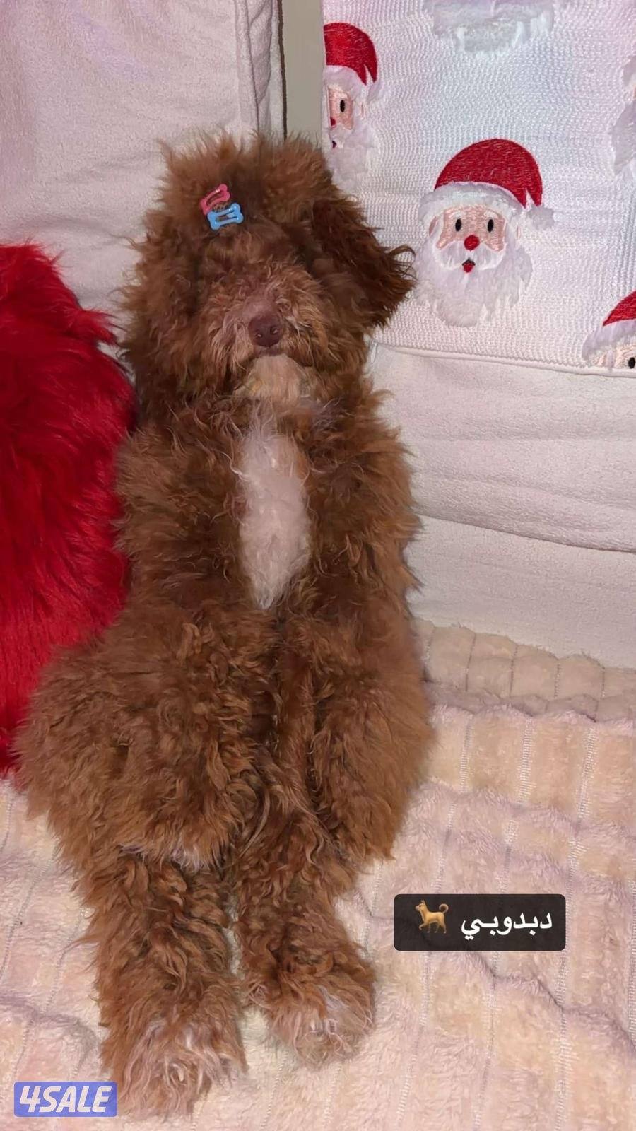 النوع ليبرا دودل ذكر اجتماعي بصحه جيدة عمره ٨ شهور ومعاه جواز سفر2