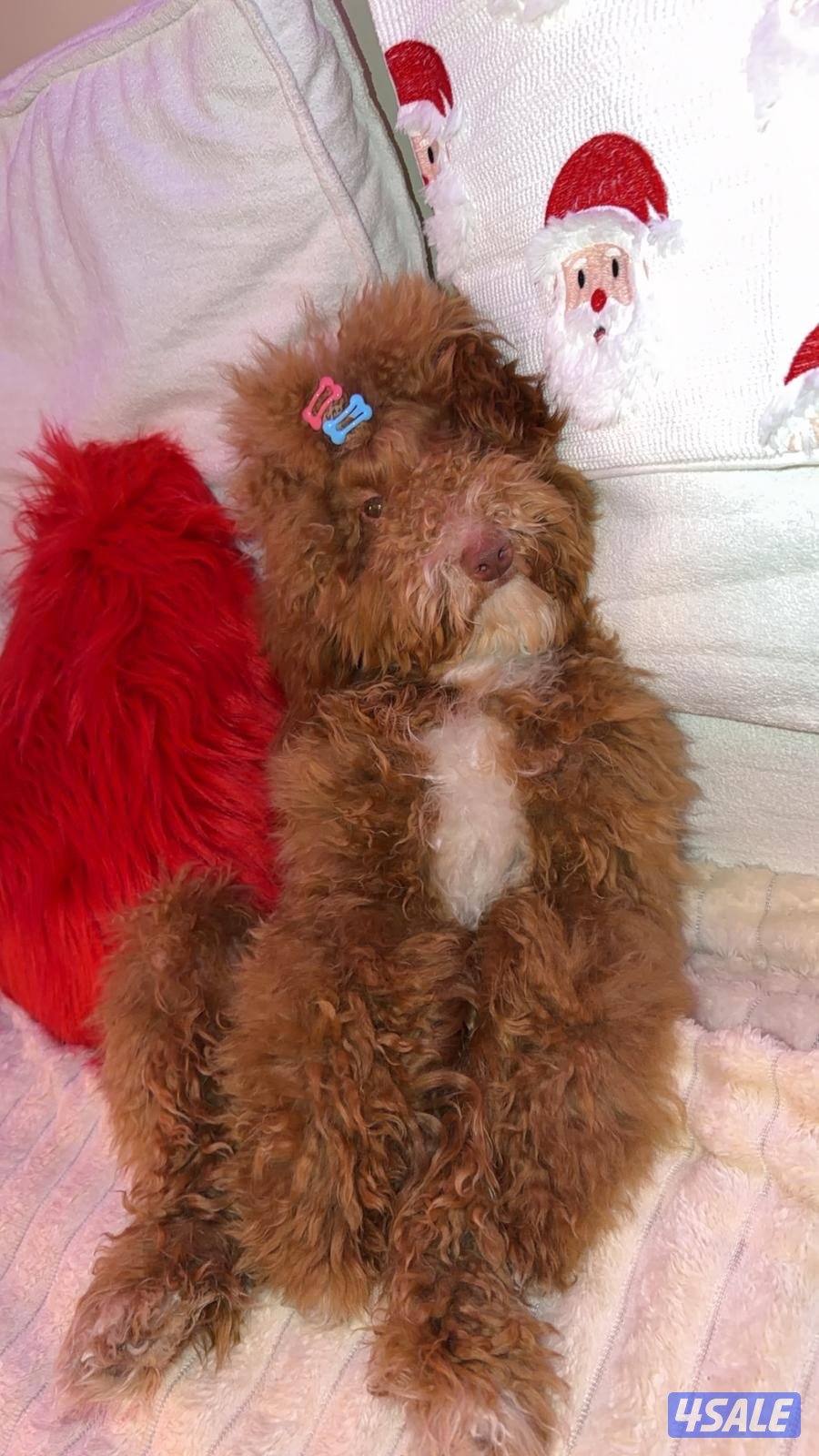 النوع ليبرا دودل ذكر اجتماعي بصحه جيدة عمره ٨ شهور ومعاه جواز سفر3