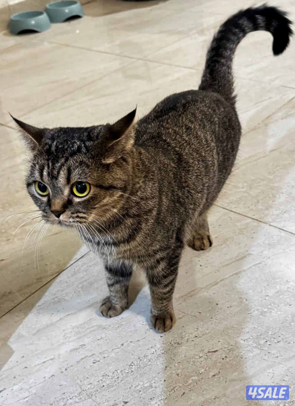 للتبني انثى مع اغراضها0