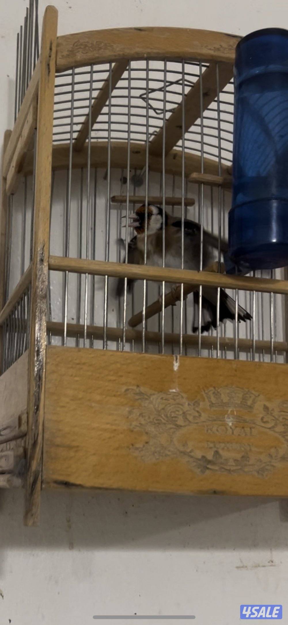 حسون قديم و طير ربوة0