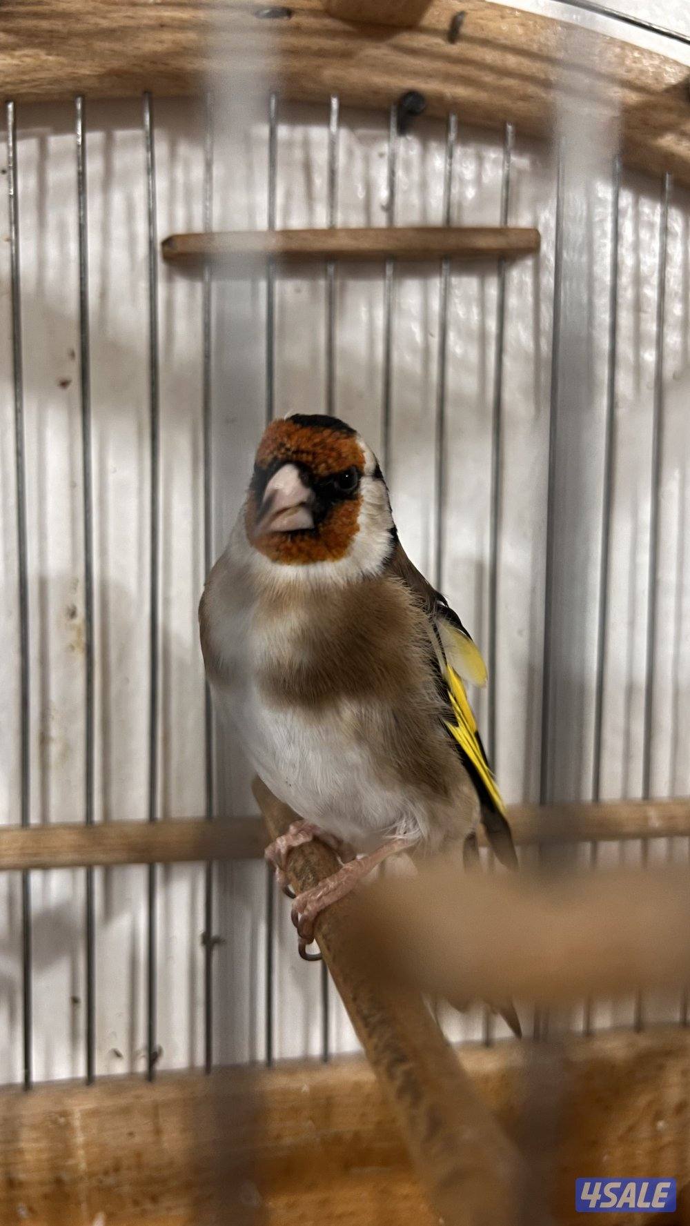 حسون قديم و طير ربوة2