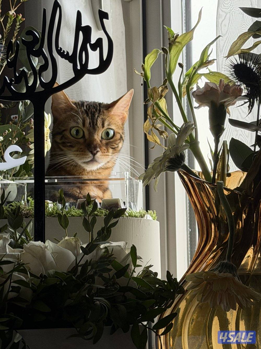 قطة بنغال انثى معقمه Bengal cat1