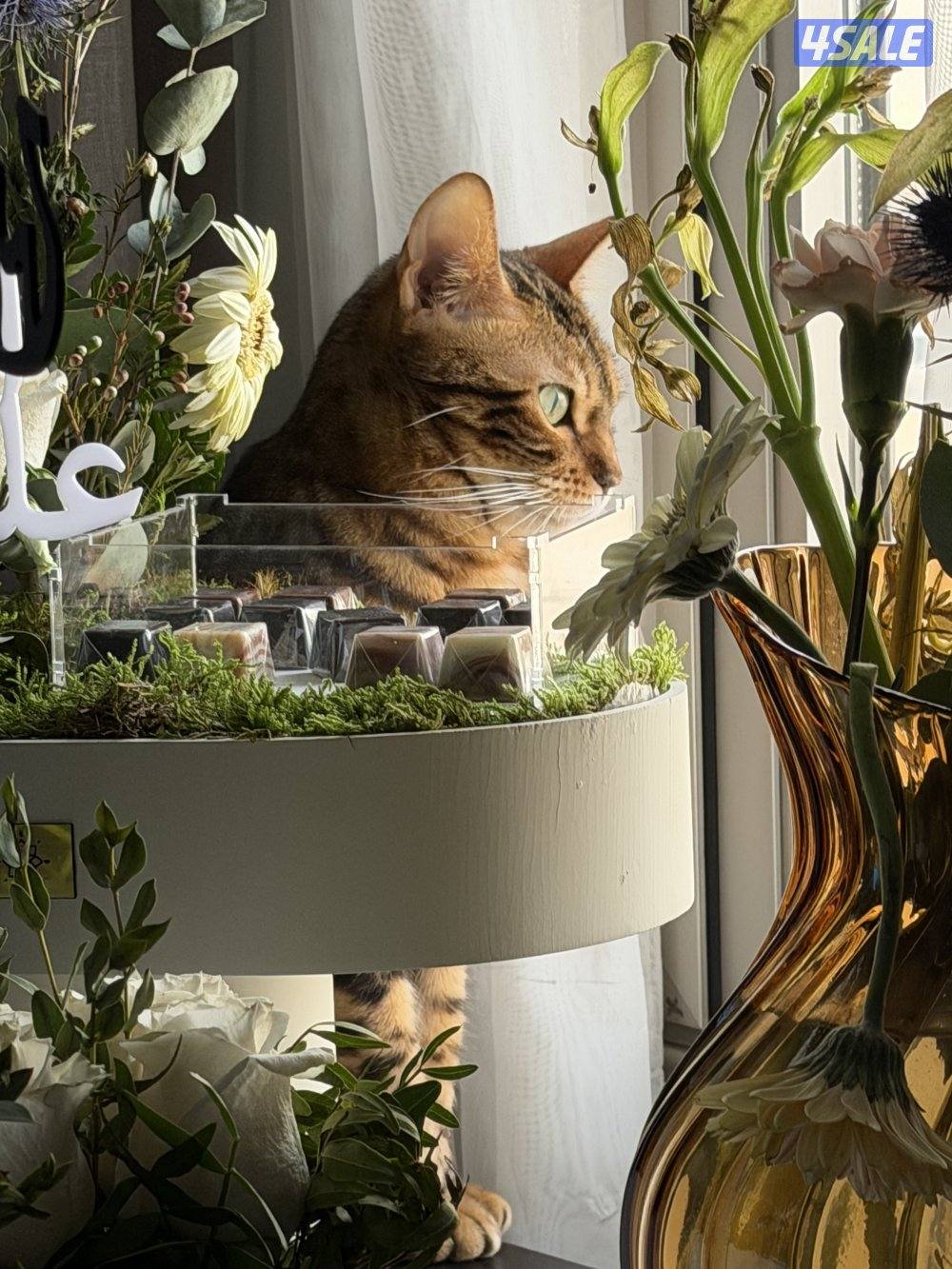 قطة بنغال انثى معقمه Bengal cat2