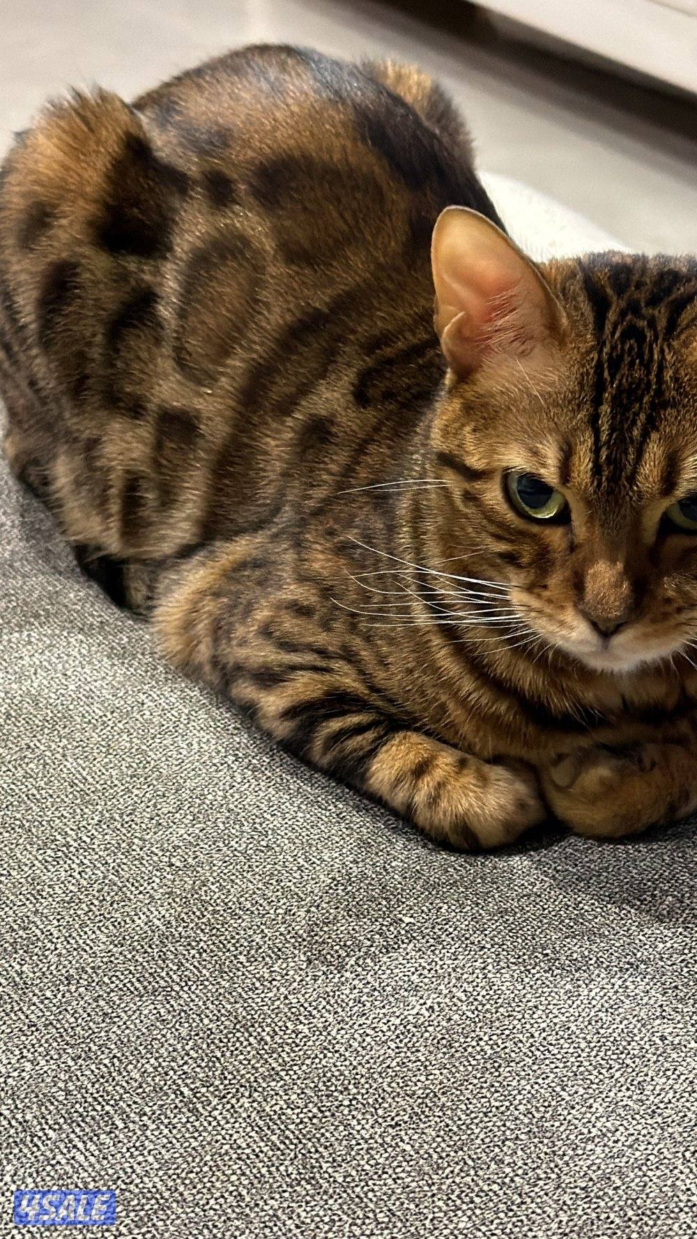 قطة بنغال انثى معقمه Bengal cat3