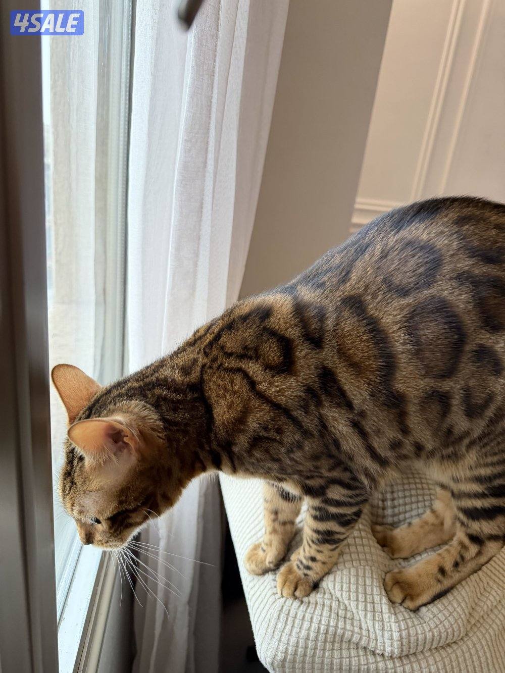 قطة بنغال انثى معقمه Bengal cat4