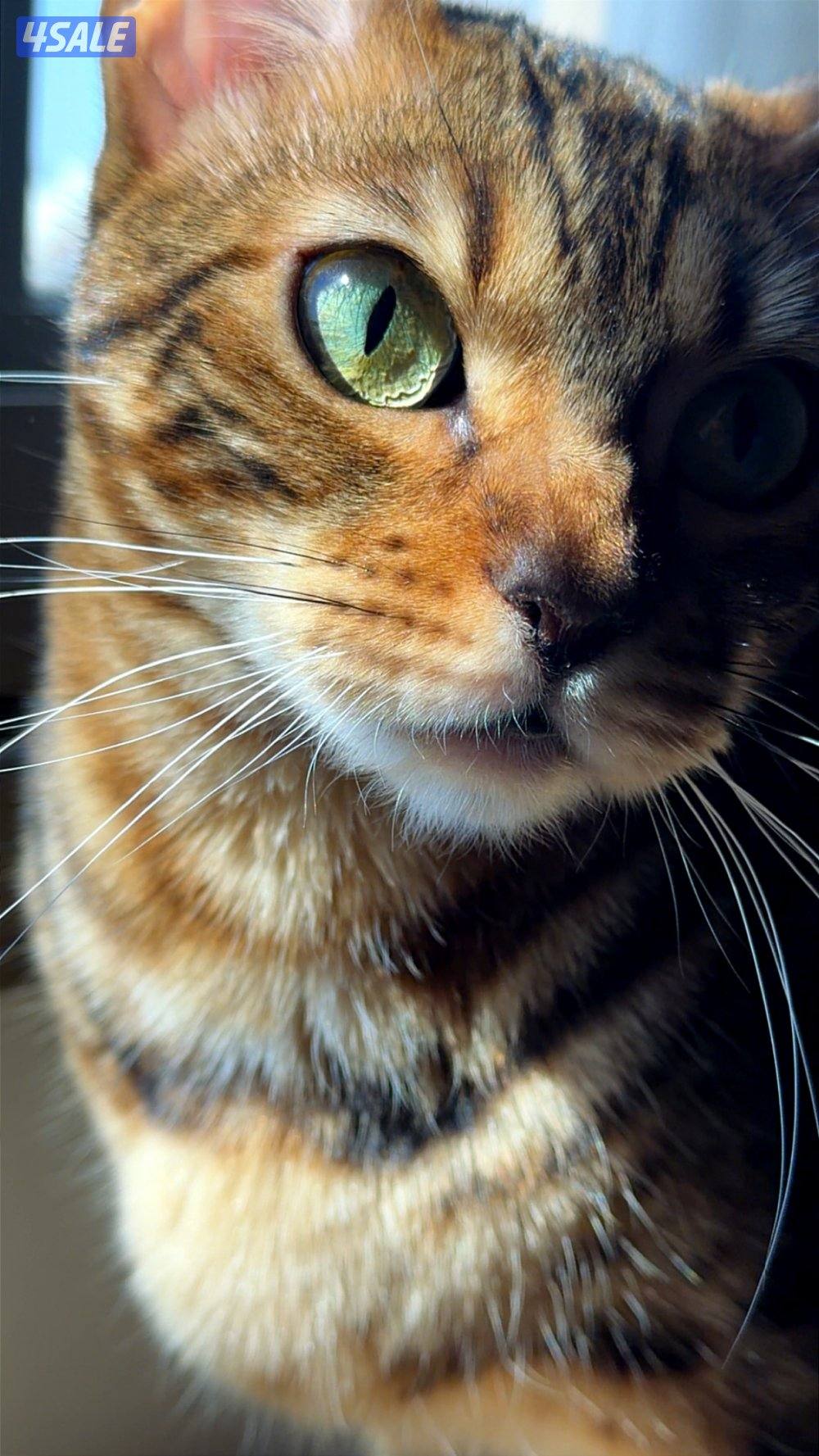 قطة بنغال انثى معقمه Bengal cat5