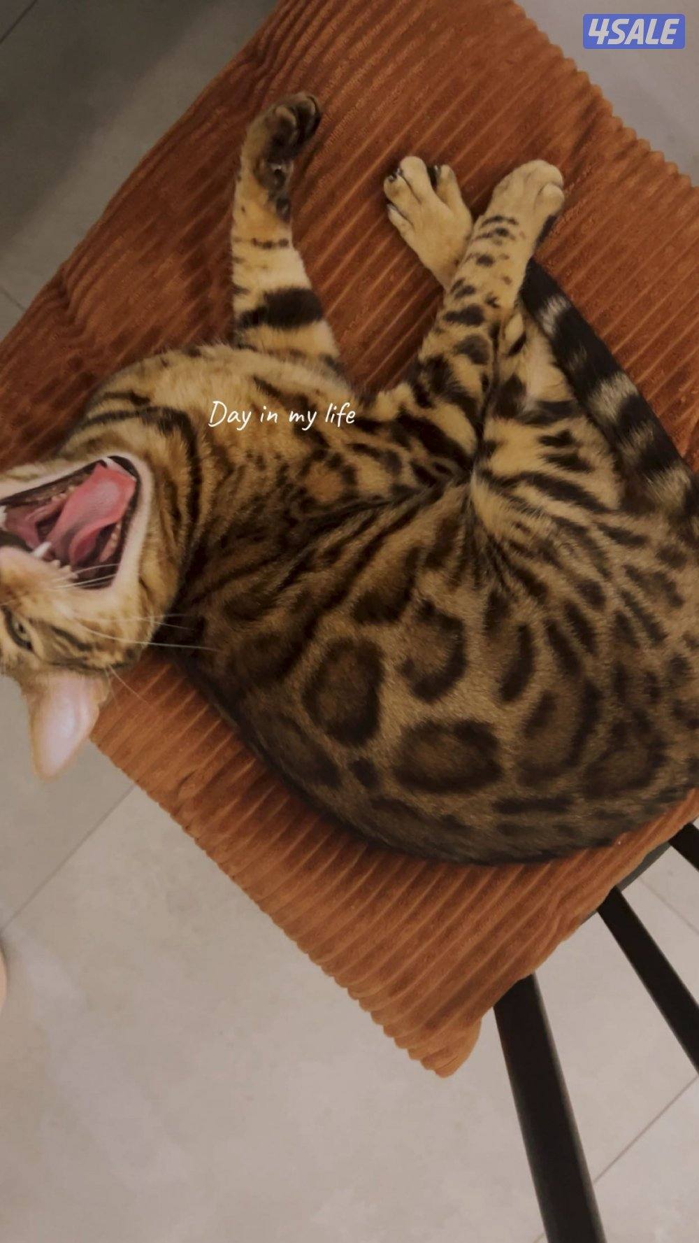 قطة بنغال انثى معقمه Bengal cat7