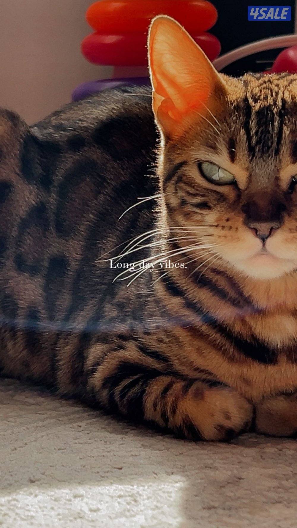 قطة بنغال انثى معقمه Bengal cat0