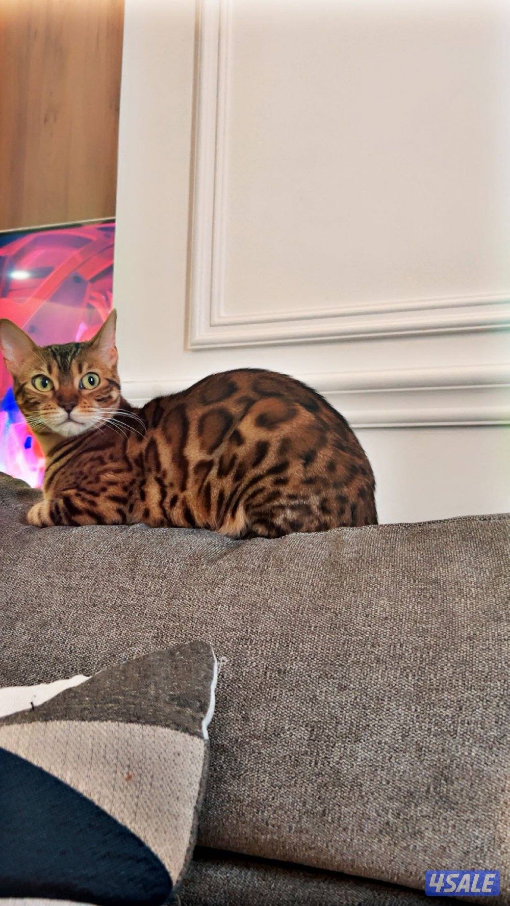 قطة بنغال انثى معقمه Bengal cat8
