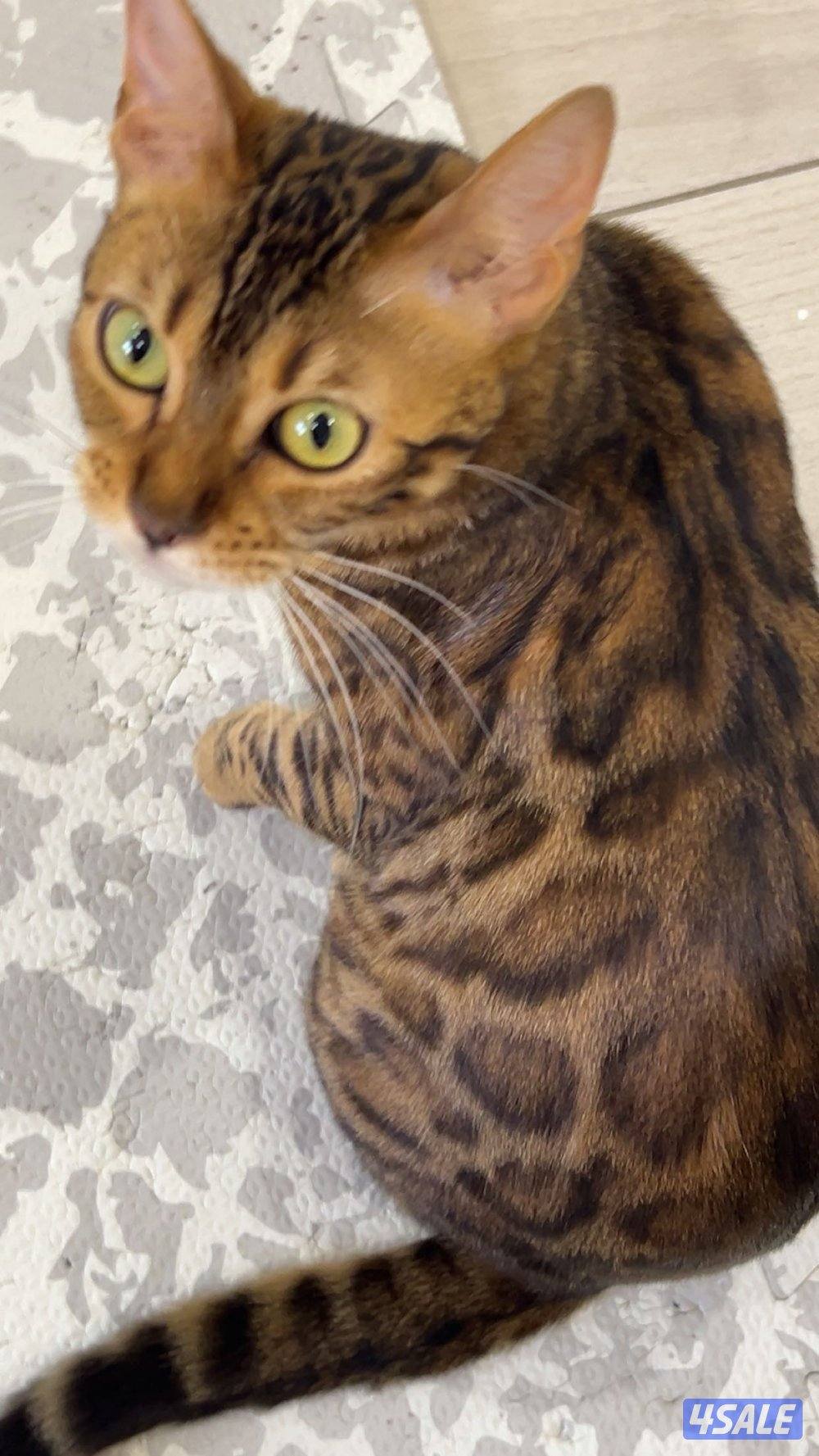 قطة بنغال انثى معقمه Bengal cat9