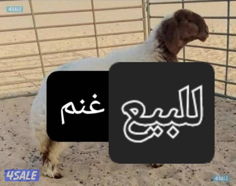 نشتري غنم ومعزا العدد مفتوح ودفع كاش مطافيل جلد طليان0