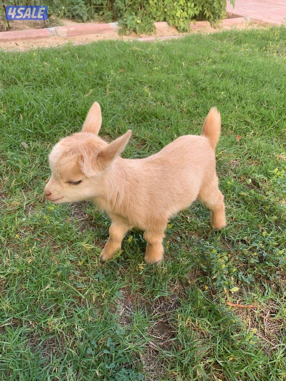 تيوس وجفار جيكيه اقزام واحجام صغيره موجودين بالبيت صحه جيده0