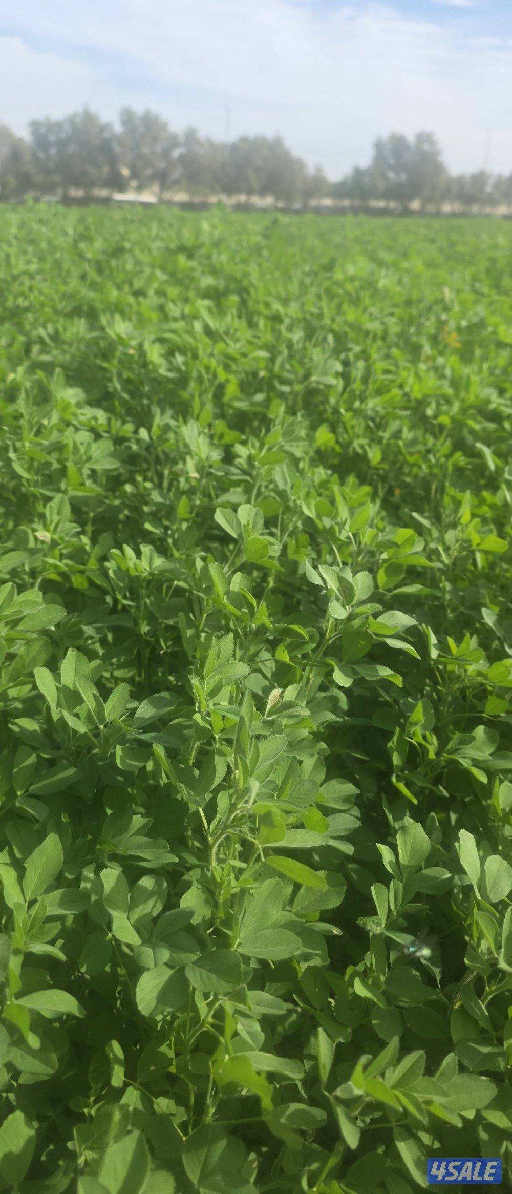 برسيم تاروتي سعودي طري الشرب 4 في 60