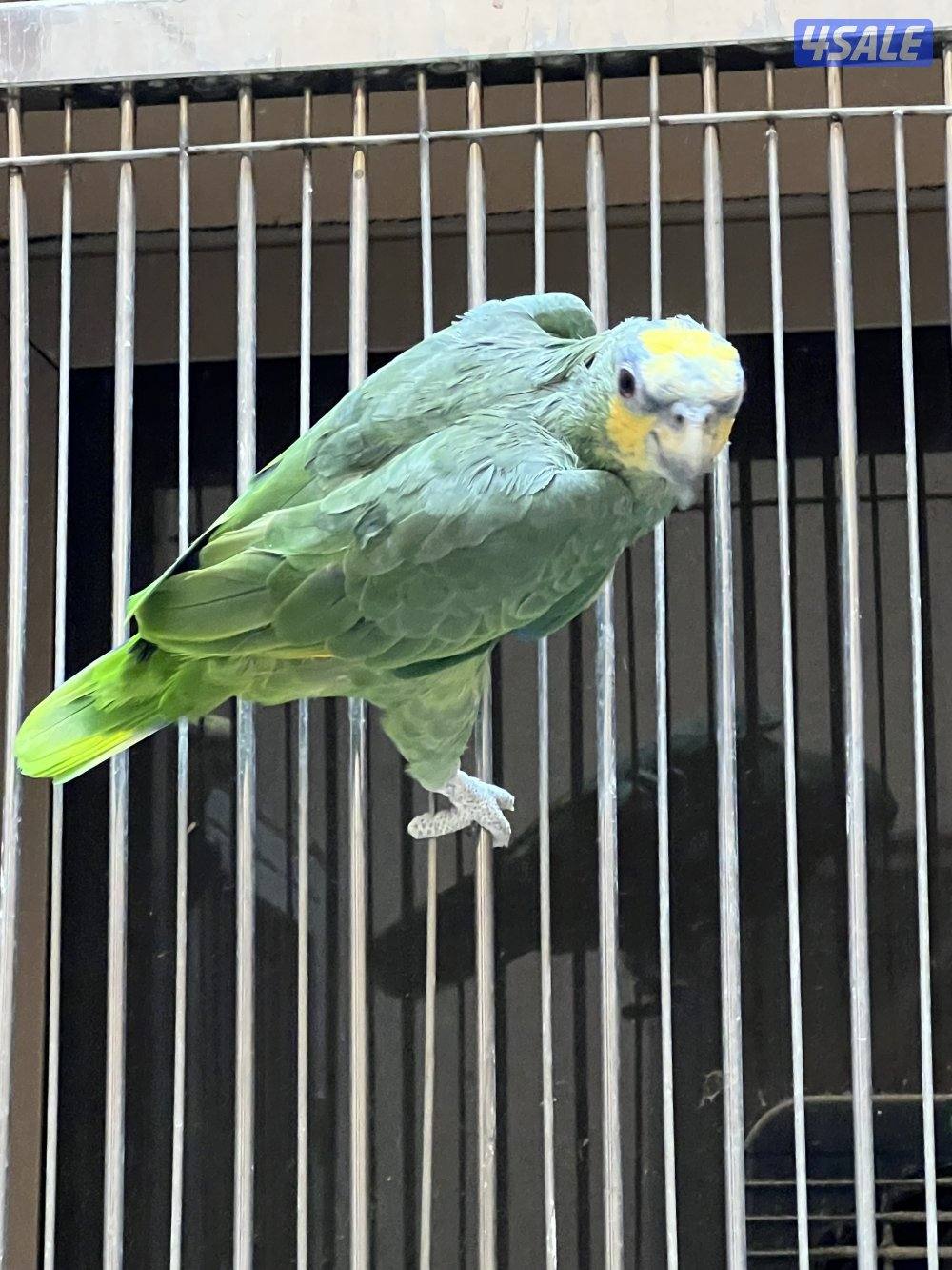 أمازون اورنج وينق عدد ٢0