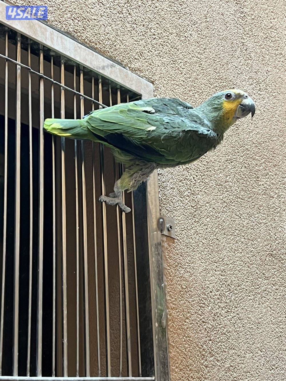 أمازون اورنج وينق عدد ٢1