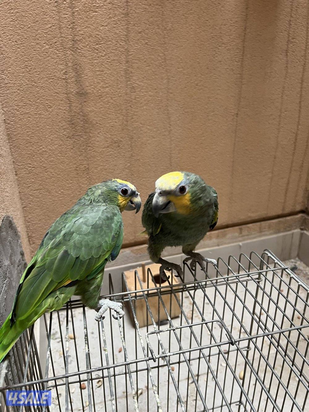 أمازون اورنج وينق عدد ٢2