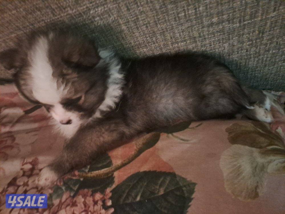 male puppies 45 days old0