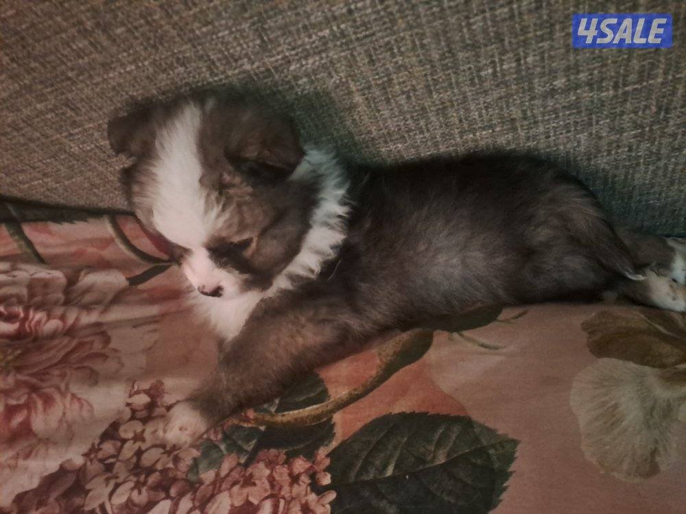 male puppies 45 days old2