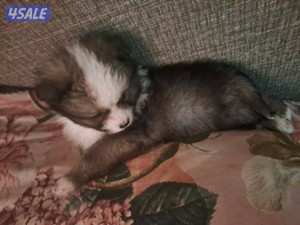 male puppies 45 days old1