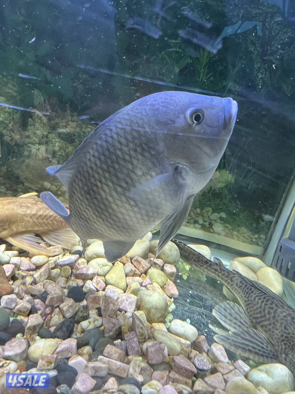 اسماك زينة متنوعة  سيكليد، دراغون فيش ، سلحفاة0