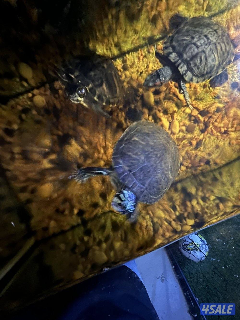 اسماك زينة متنوعة  سيكليد، دراغون فيش ، سلحفاة1