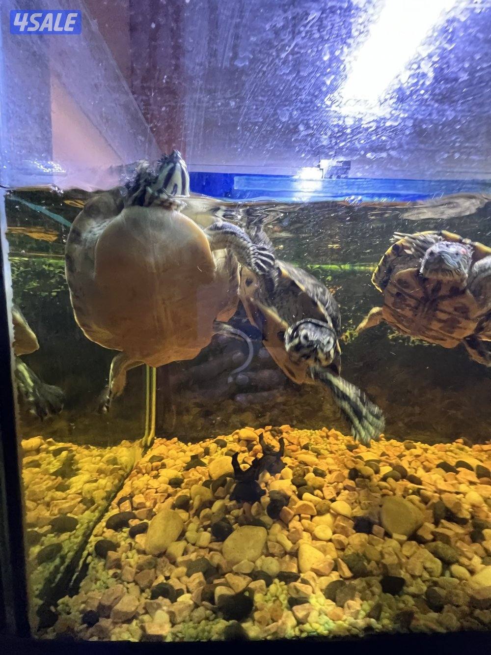 اسماك زينة متنوعة  سيكليد، دراغون فيش ، سلحفاة2
