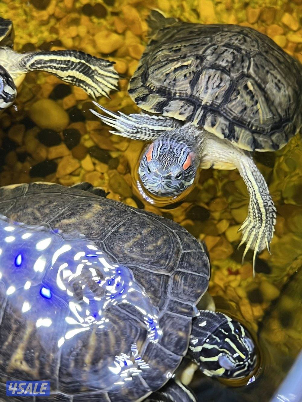 اسماك زينة متنوعة  سيكليد، دراغون فيش ، سلحفاة3