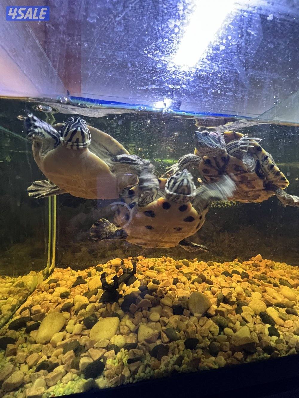 اسماك زينة متنوعة  سيكليد، دراغون فيش ، سلحفاة4