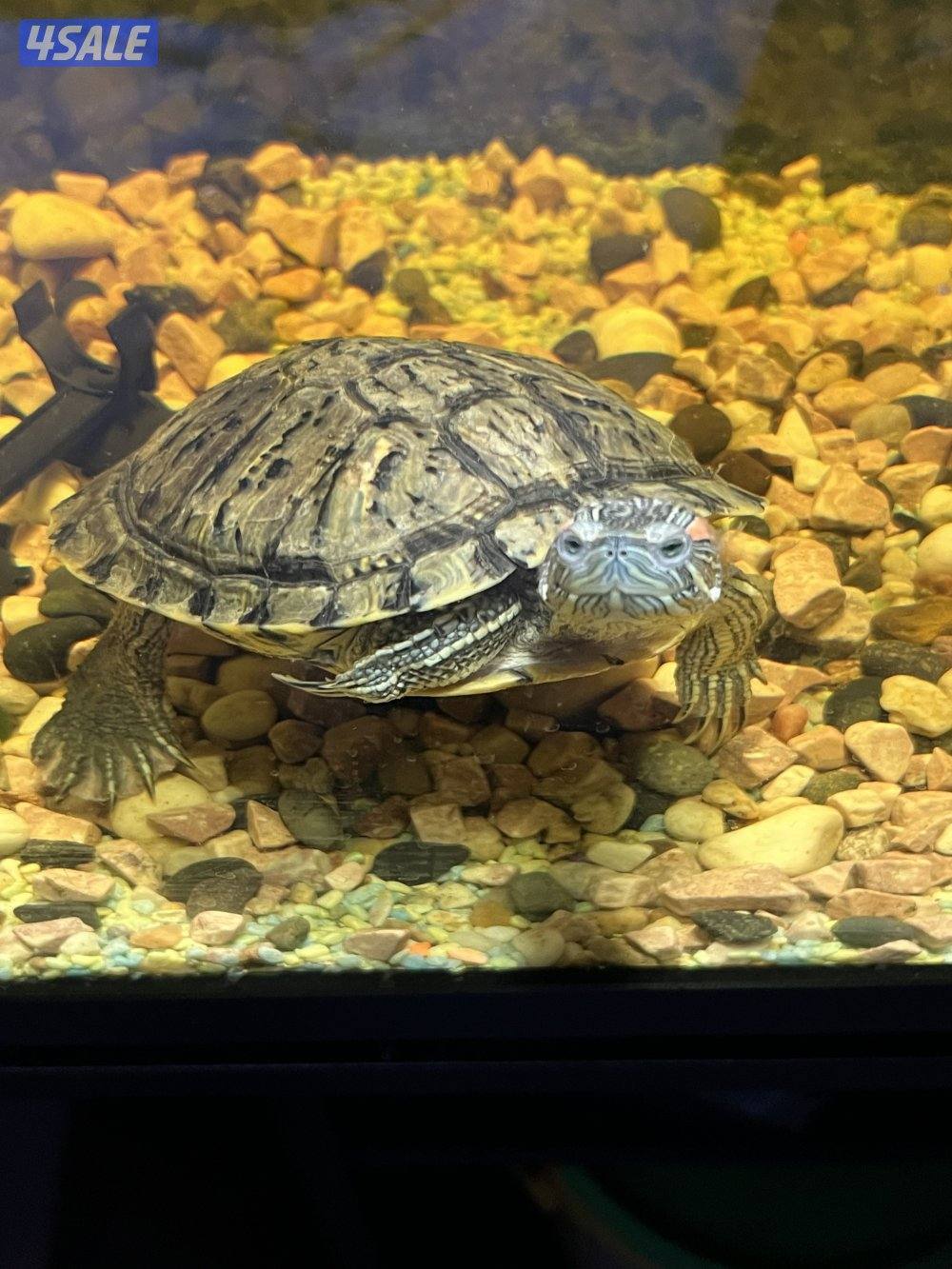 اسماك زينة متنوعة  سيكليد، دراغون فيش ، سلحفاة5