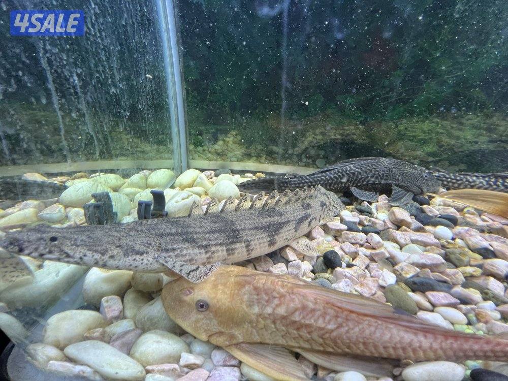 اسماك زينة متنوعة  سيكليد، دراغون فيش ، سلحفاة7