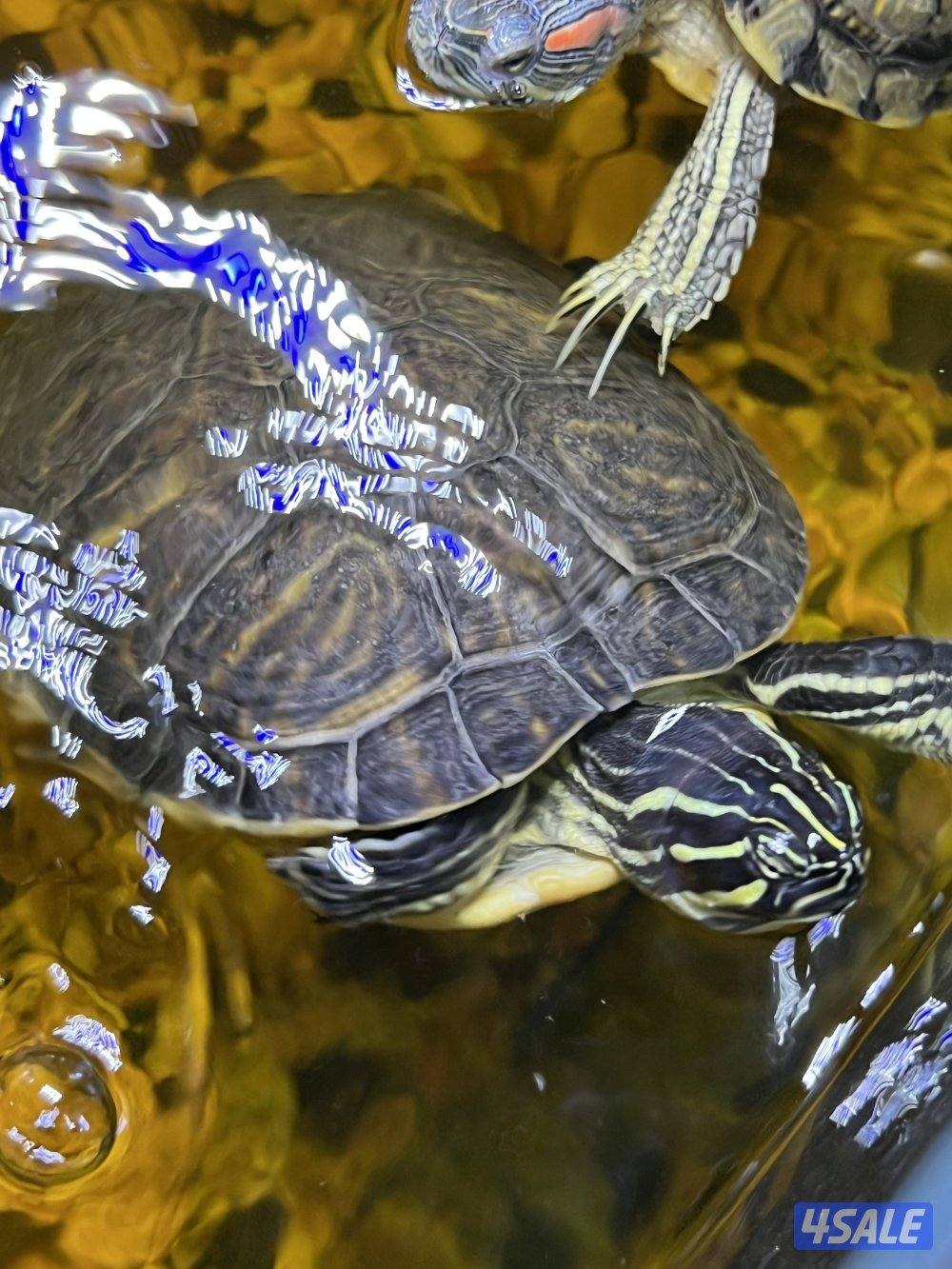 اسماك زينة متنوعة  سيكليد، دراغون فيش ، سلحفاة8