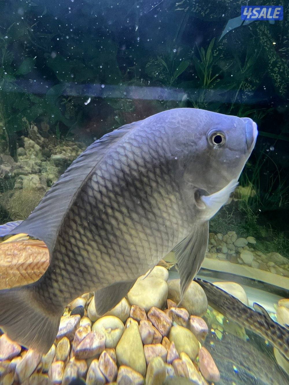 اسماك زينة متنوعة  سيكليد، دراغون فيش ، سلحفاة9