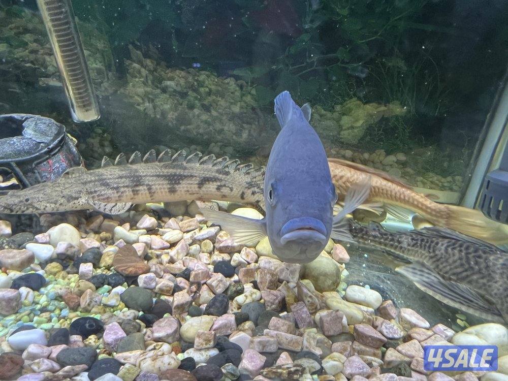 اسماك زينة متنوعة  سيكليد، دراغون فيش ، سلحفاة10