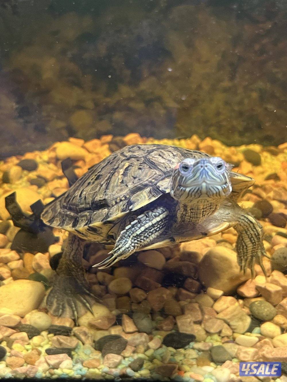 اسماك زينة متنوعة  سيكليد، دراغون فيش ، سلحفاة11