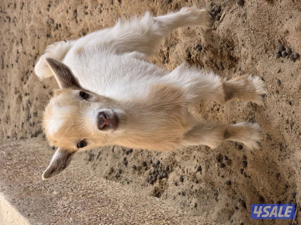 تيس ماعز قزم0