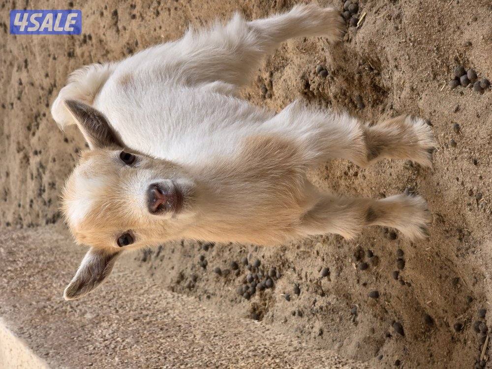 تيس ماعز قزم1