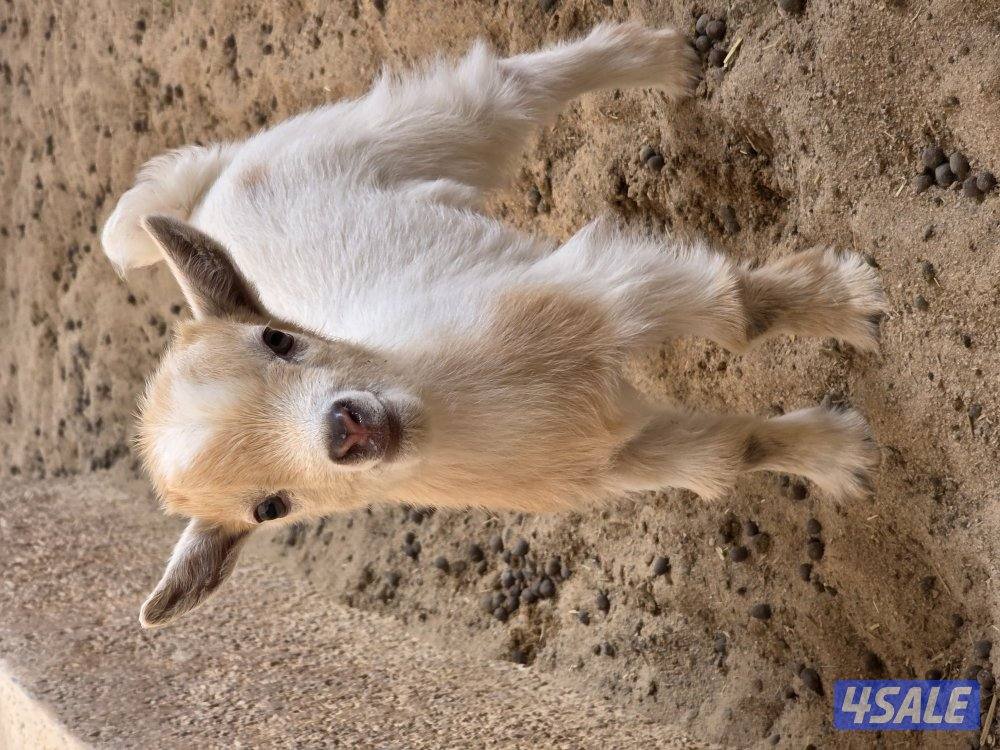 تيس ماعز قزم2