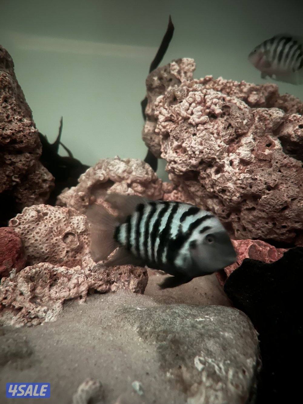 اسماك زينة متنوعة  سيكليد، دراغون فيش ، سلحفاة13