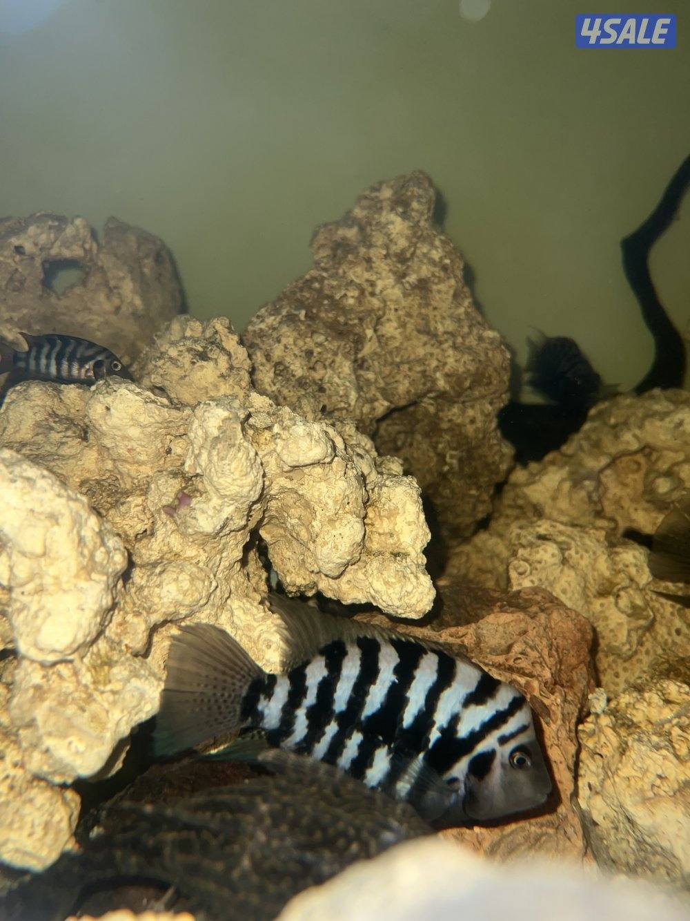 اسماك زينة متنوعة  سيكليد، دراغون فيش ، سلحفاة14