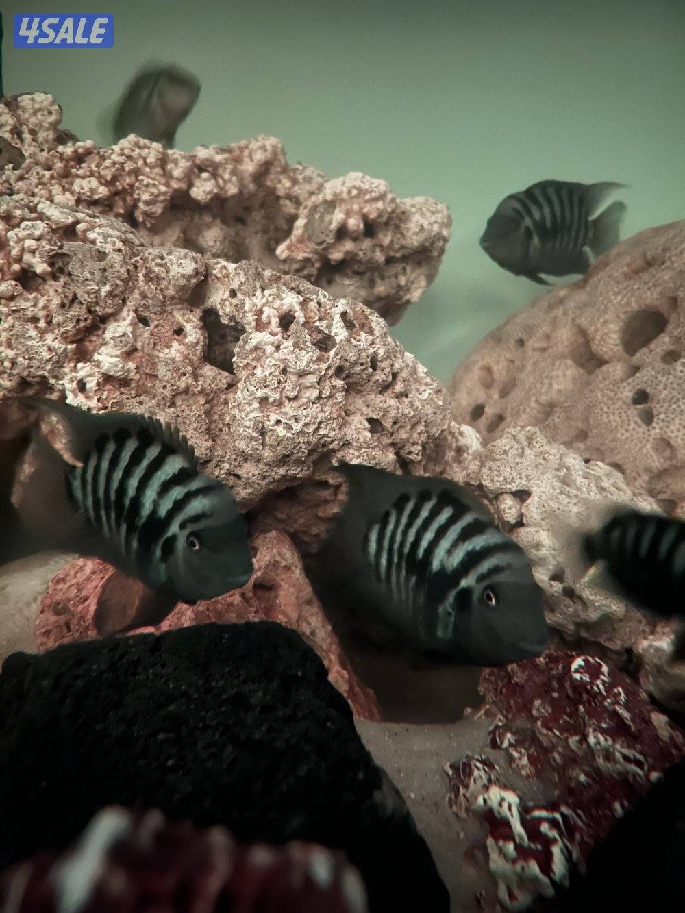 اسماك زينة متنوعة  سيكليد، دراغون فيش ، سلحفاة15