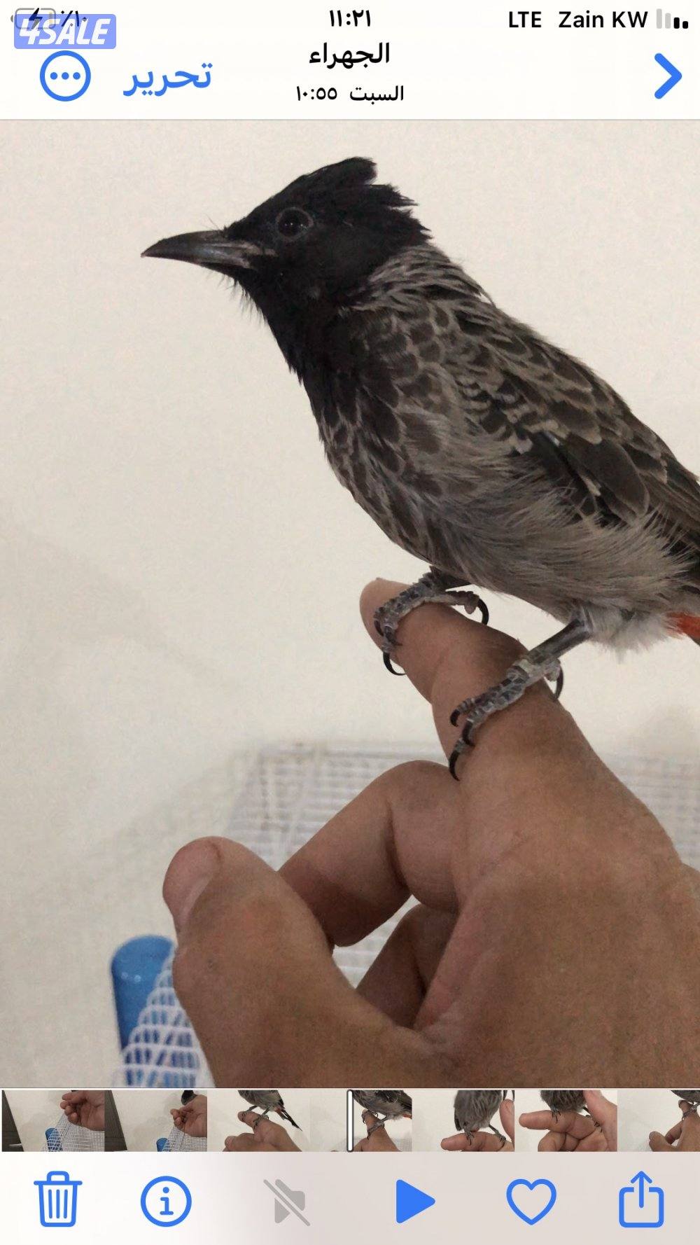 للبيع بلبل كشميري ربوه0