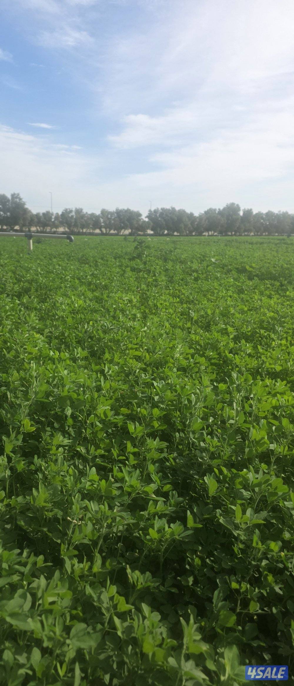 برسيم تاروتي سعودي طري الشرب 4 في 61