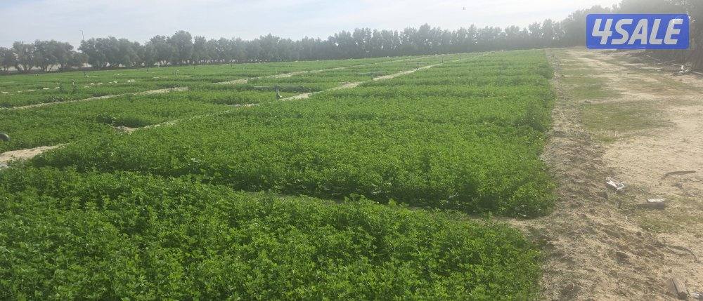 برسيم تاروتي سعودي طري الشرب 4 في 62