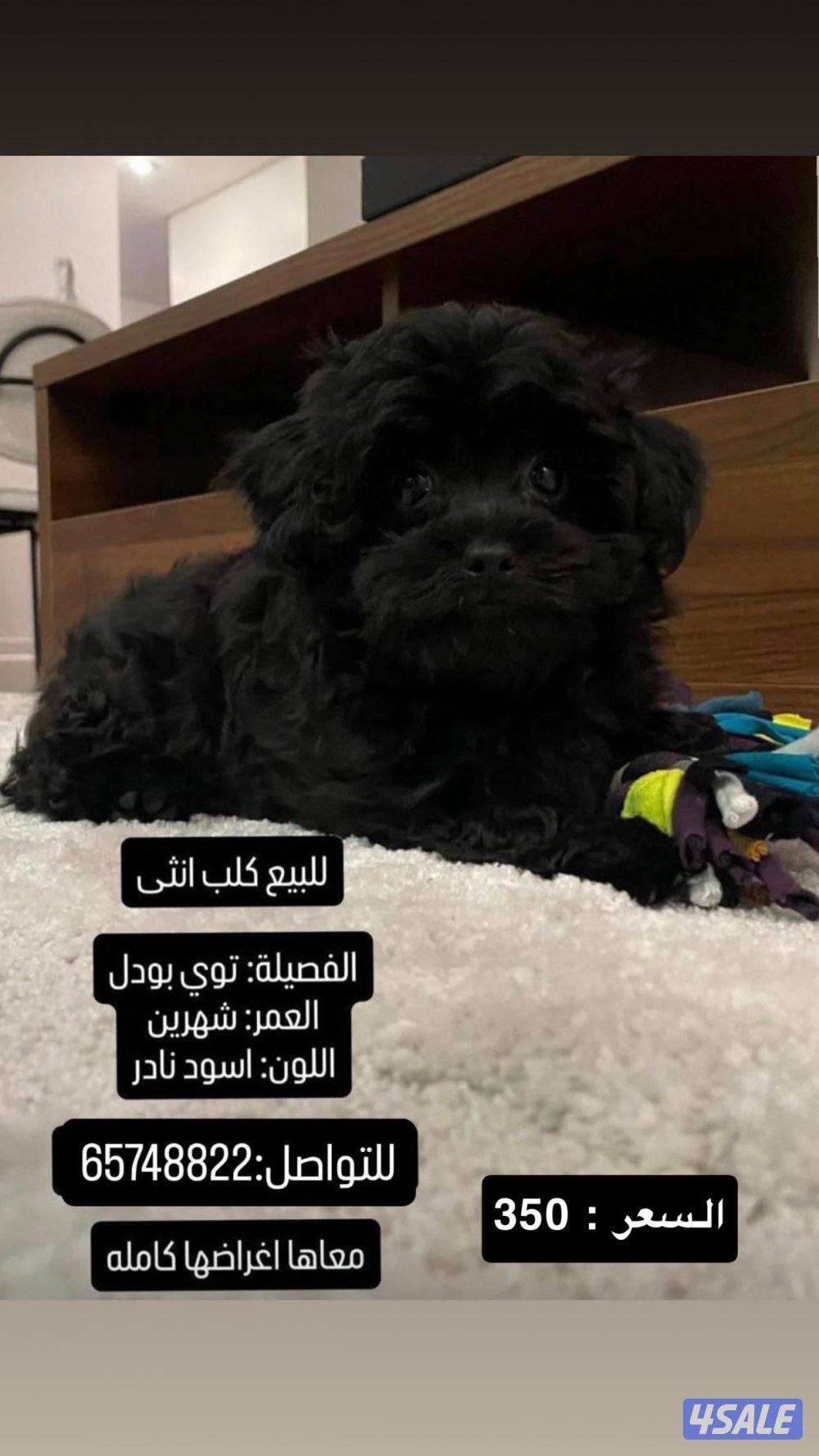 كلب توي بودل نثيه العمر ٣ شهور ماخذه كل تطعيماتها مع جميع اغراضها0