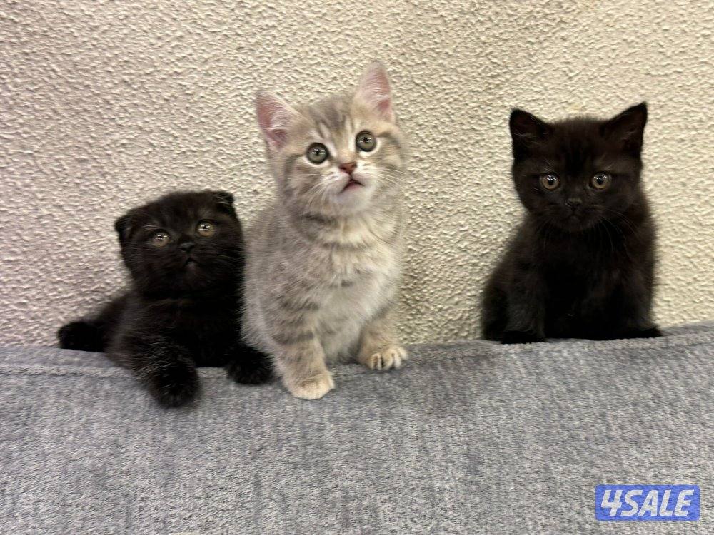 قطط برتش العمر شهرين لعوبين و متعودين على اللتر بوكس السعر نهائي0