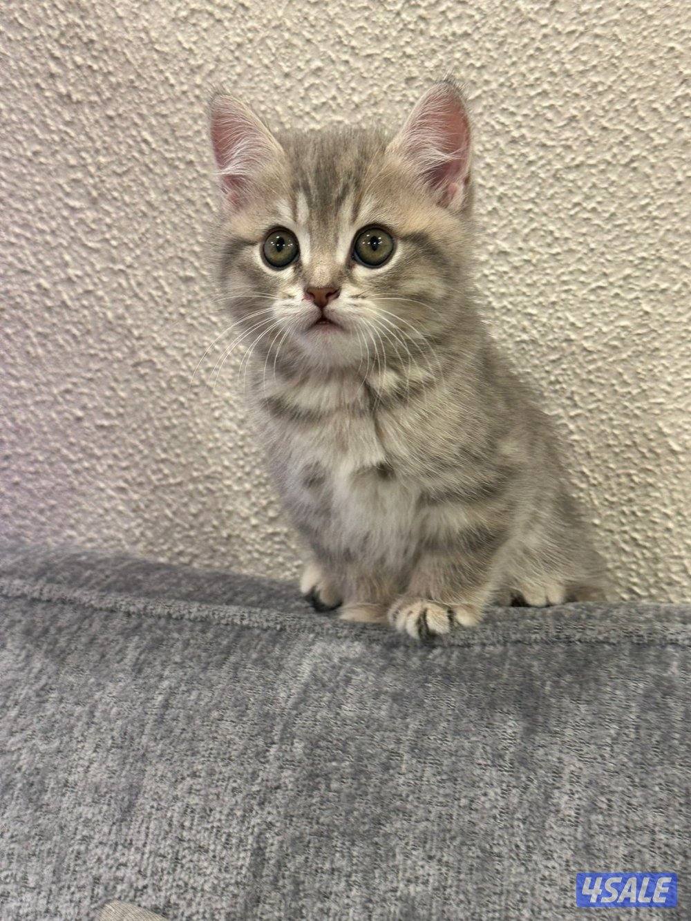 قطط برتش العمر شهرين لعوبين و متعودين على اللتر بوكس السعر نهائي1