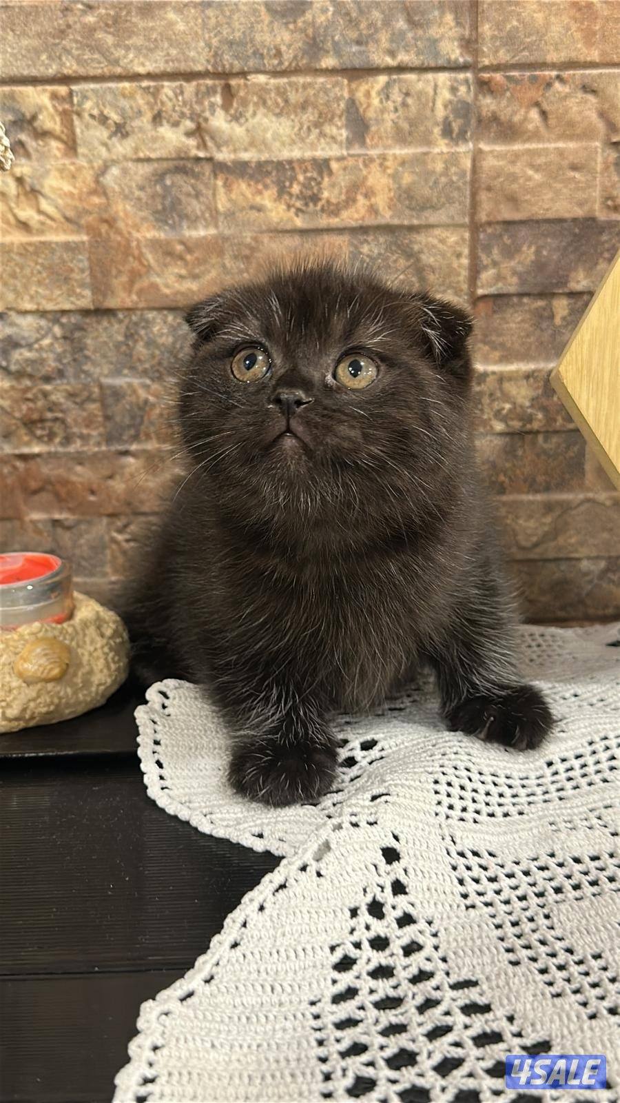 قطط برتش العمر شهرين لعوبين و متعودين على اللتر بوكس السعر نهائي2