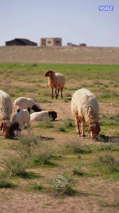 للبيع ذبايح وتمايم بارخص الاسعار0
