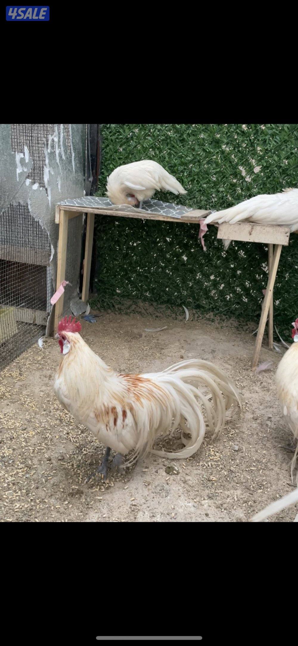 مجاميع فينكس منتجه0